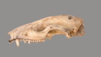 Media type: image; Mammalogy BANGS-7749 Description: Marmosa robinsoni lateral cranium;